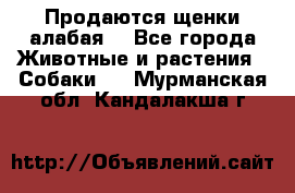 Продаются щенки алабая  - Все города Животные и растения » Собаки   . Мурманская обл.,Кандалакша г.